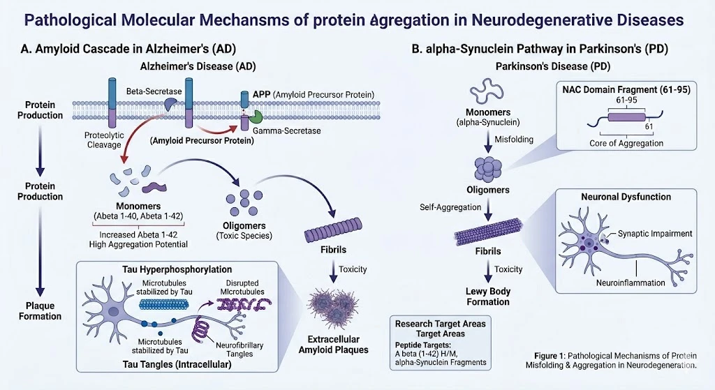 neurodegeneration-protein-aggregation-mechanisms