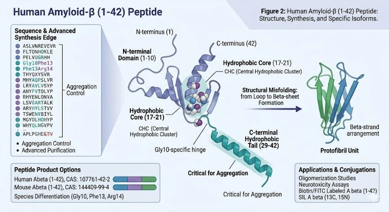 amyloid-beta-1-42-peptide-structure-synthesis-edge amyloid-beta-1-42-peptide-structure-synthesis-edge